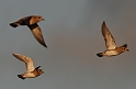Golden plover